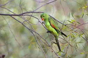 Red Winged Prints: Red-winged Parrot - female red-winged parrot feeding in a tree - Northern Territory