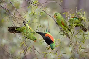 Red Winged Prints: Red-winged Parrot - flock with several females and one male feeding in a tree - Northern Territory