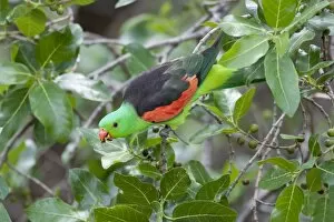 Images Dated 9th December 2003: Red-Winged Parrot-Male - Feeding on fruit