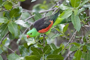 Images Dated 9th December 2003: Red-Winged Parrot-Male Feeding on fruit. Carnarvon Gorge, Queensland, Australia