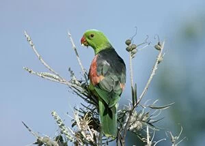 Images Dated 12th June 2006: Red-Winged Parrot - Male feeding on Grevillea Seeds