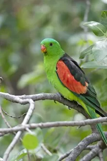 Images Dated 9th December 2003: Red-Winged Parrot-Male Perched in woodland. Carnarvon Gorge, Queensland, Australia