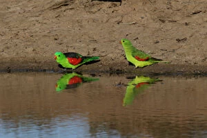 Red-winged Parrot pair A4611