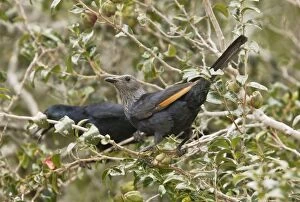 Red-winged Starling. female in foreground - Cape