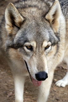 Images Dated 22nd November 2008: Red Wolf - Southern USA