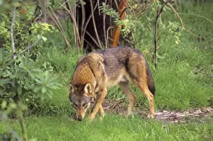 Scenting Prints: Red Wolf TOM 610 Southeastern U. S. A. Canis rufus © Tom & Pat Leeson / ardea. com