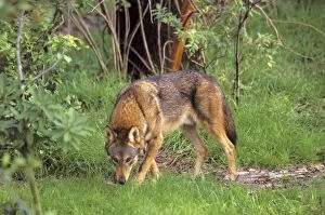 Images Dated 7th February 2011: Red Wolf TOM 610 Southeastern U. S. A. Canis rufus © Tom & Pat Leeson / ardea. com