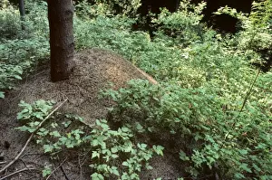 Red Wood Ants - Belgium