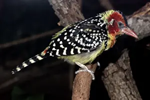 Barbets Prints: Red and Yellow Barbet - East Africa