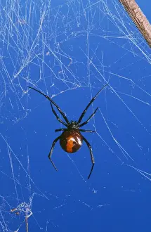 Redback Spider - female, very poisonous. Australia Fam: Theridiidae