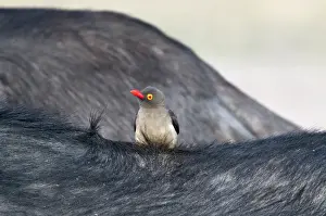 Hitchhiking Prints: Redbilled Oxpecker - on back of buffalo - Sabi Sands Game Reserve - South Africa