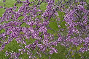 Redbud (Cercis canadensis) - New York - Native to much of Eastern and Central U. S. - Cultivated as an ornamental in the northeastern United States and western Europe - May reach 50 feet in height