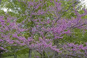 Redbud Prints: Redbud - New York - Native to much of Eastern and Central U