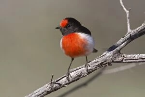 Redcapped Robin a male perched on a branch Papunya No