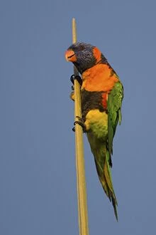 Redcollared Lorikeet Clinging to the top of a palm Le