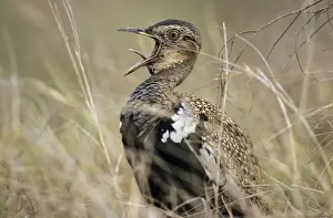 Korhaan Prints: Redcrested Korhaan / Bustard - calling South Africa