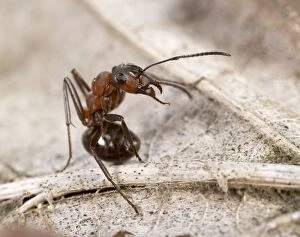 Reddish-brown European Ant - attack posture