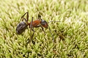Reddish-brown European Ant - on moss