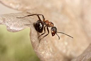 Reddish-brown European Ant - Ready to throw its acid