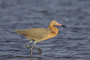 Reddish Egret - in breeding plumage Fort de Soto, florida, USA BI000301