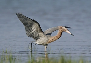 Images Dated 1st April 2005: Reddish Egret - dark morph Florida, USA