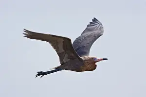 Reddish Egret - dark morph. South Texas in March