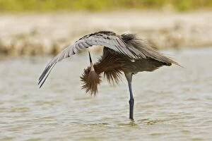 Images Dated 31st March 2008: Reddish Egret - dark morph. South Texas in March