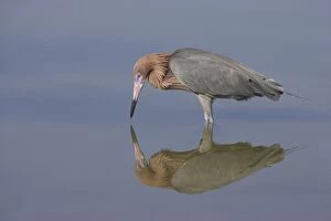 Reddish Egret - fishing