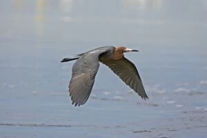 Reddish Egret - in flight