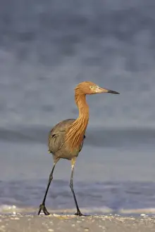 Reddish Egret Fort de Soto, florida, USA BI000341