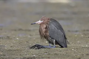 Reddish Egret - resting with legs folded Estero Lagoon, florida, USA BI000324
