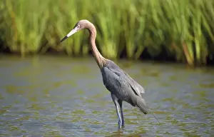 Reddish Egret - Texas USA
