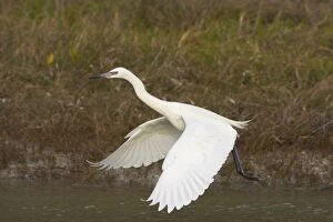 Reddish Egret - white morph dancing