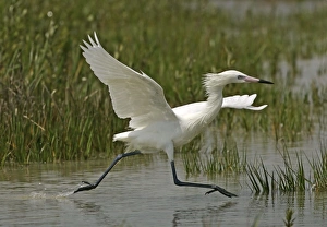 Images Dated 1st April 2005: Reddish Egret - white morph Florida, USA