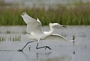 Images Dated 1st April 2005: Reddish Egret - white morph Florida, USA