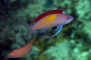 Images Dated 13th December 2008: Redfin Anthias