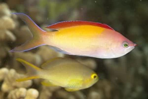 Images Dated 18th December 2008: Redfin Anthias