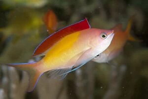 Images Dated 18th December 2008: Redfin Anthias