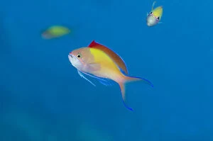 Redfin Anthias - with fin extended - Pyramids