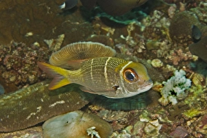 Images Dated 19th April 2007: Redfin Emperor - Rarely exceeds 30cm in length. Usually seen hovering above the coral rubble