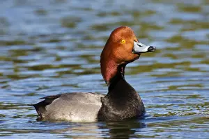 Redhead