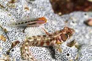 Images Dated 23rd August 2012: Redhead Goby - Browncheek Blenny