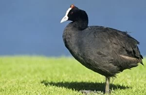 Redknobbed COOT