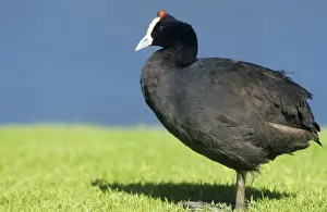 Redknobbed Coot