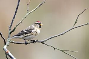 Acanthis Gallery: Redpoll