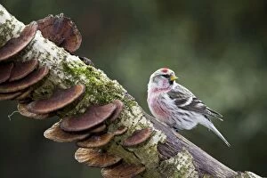 Redpoll - on branch with fungi