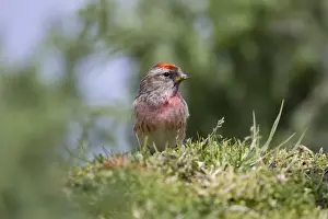 Redpoll - male - Scotland - UK