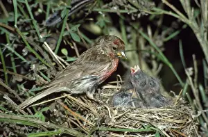 Redpoll Prints: Redpoll - at nest with young