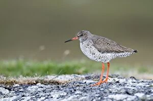 Images Dated 6th June 2009: Redshank