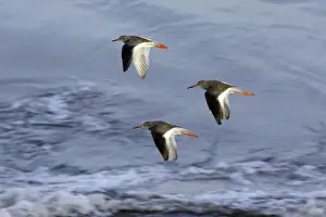 Redshanks Prints: Redshank - 3 birds flying over North Sea, autumn. Northumberland, UK